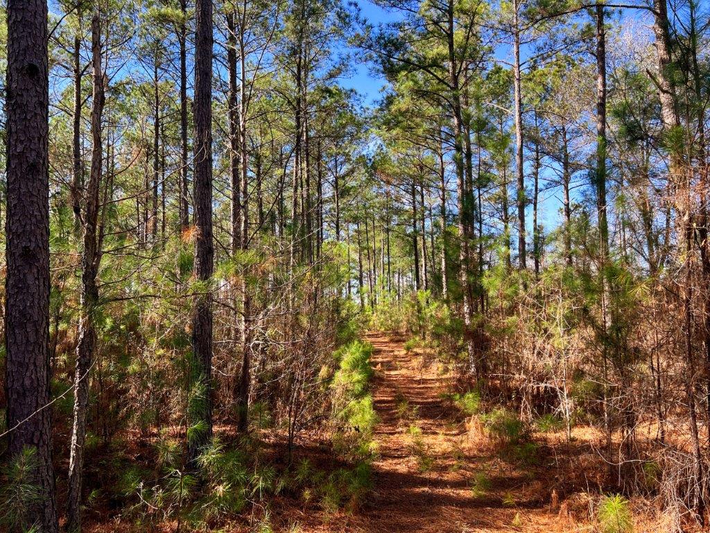 Johnson County GA 175 Acres +/ Green Hill Land & Timber