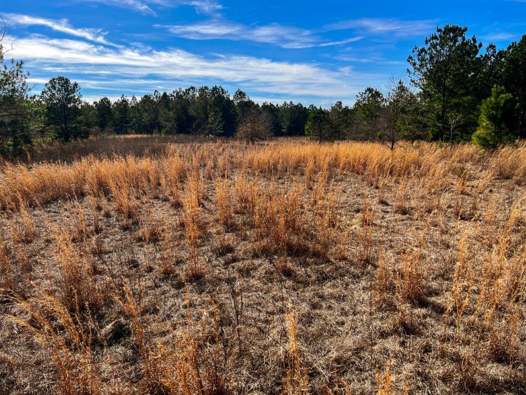 Johnson County GA 175 Acres +/ Green Hill Land & Timber