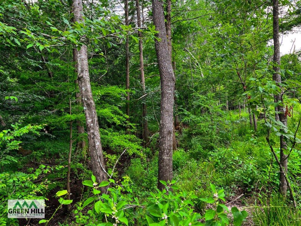 Pulaski County GA 104 Acres Green Hill Land & Forestry