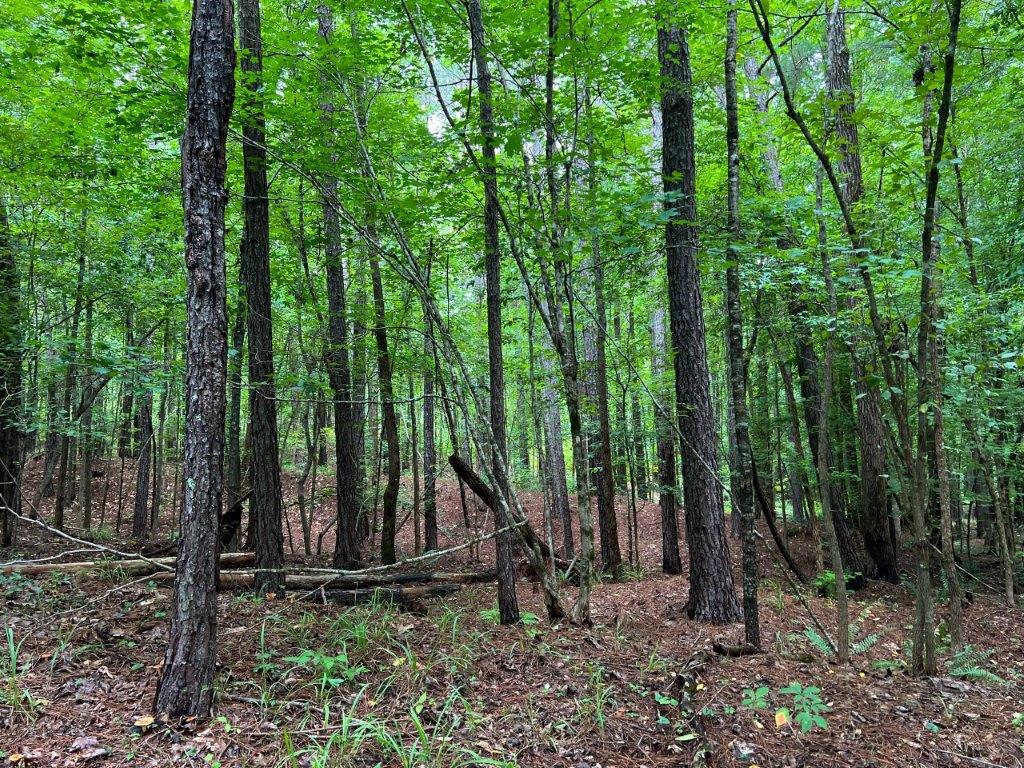 Taliaferro County GA 264 Acres Green Hill Land & Timber