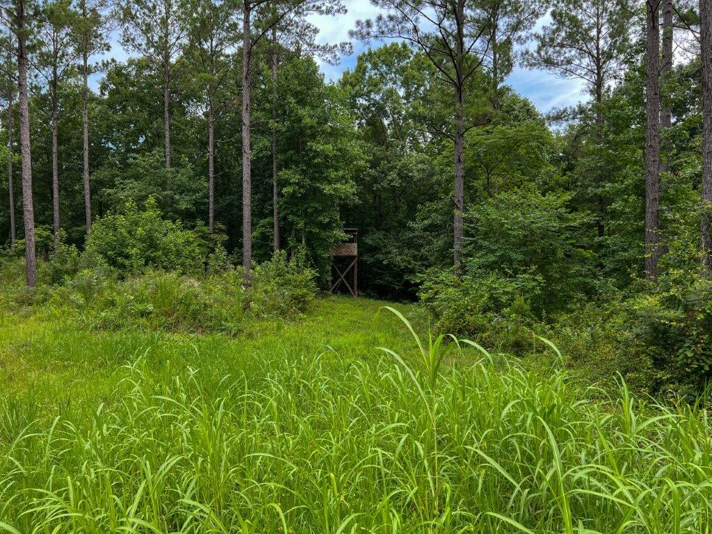 Taliaferro County GA 264 Acres Green Hill Land & Timber