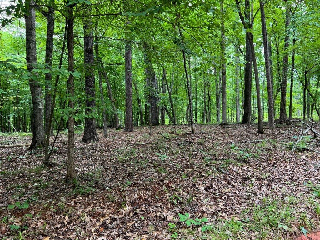 Taliaferro County GA 264 Acres Green Hill Land & Timber