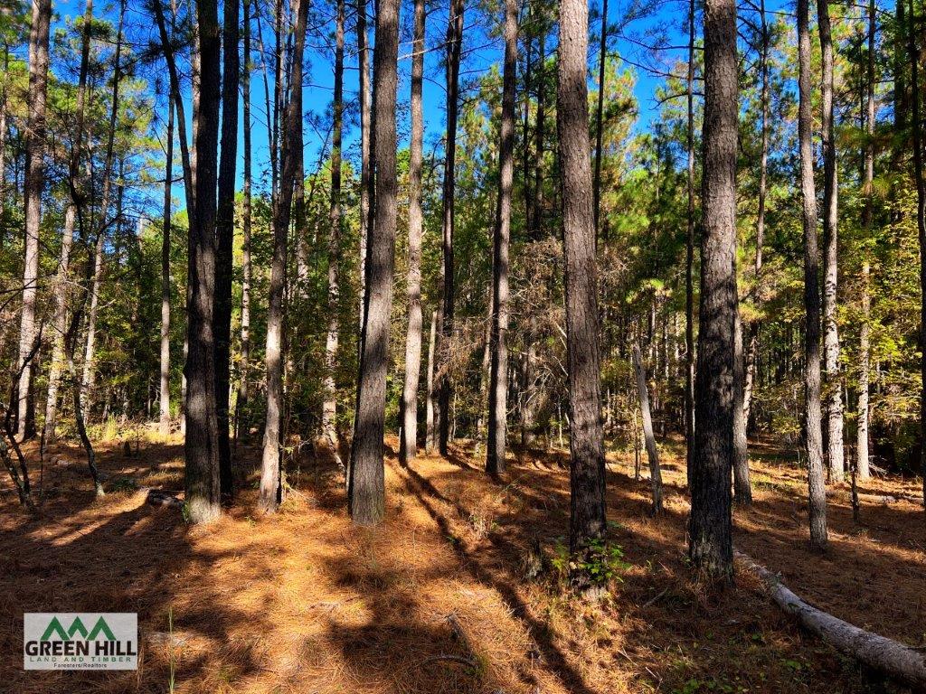Jenkins County GA 88.5 Acres +/ Green Hill Land & Forestry