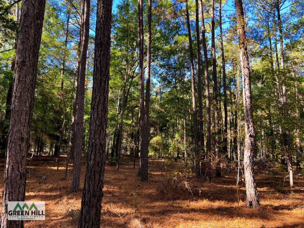 Jenkins County GA 88.5 Acres +/ Green Hill Land & Forestry