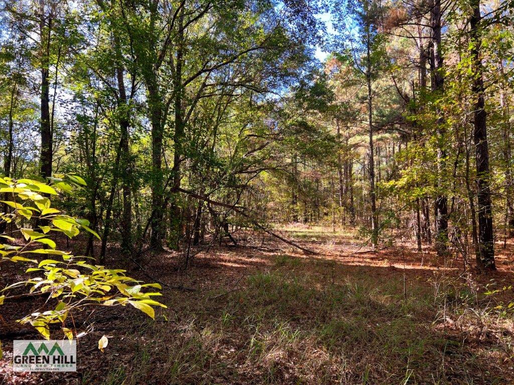 Jenkins County GA 88.5 Acres +/ Green Hill Land & Forestry
