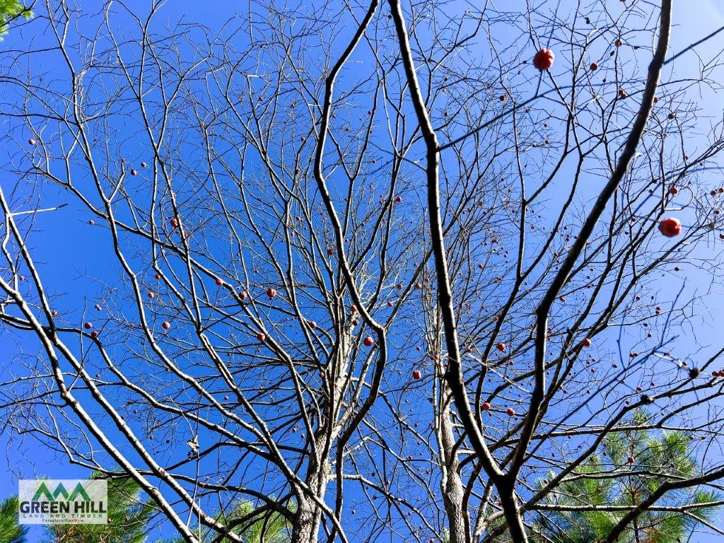 Jenkins County GA 88.5 Acres +/ Green Hill Land & Forestry