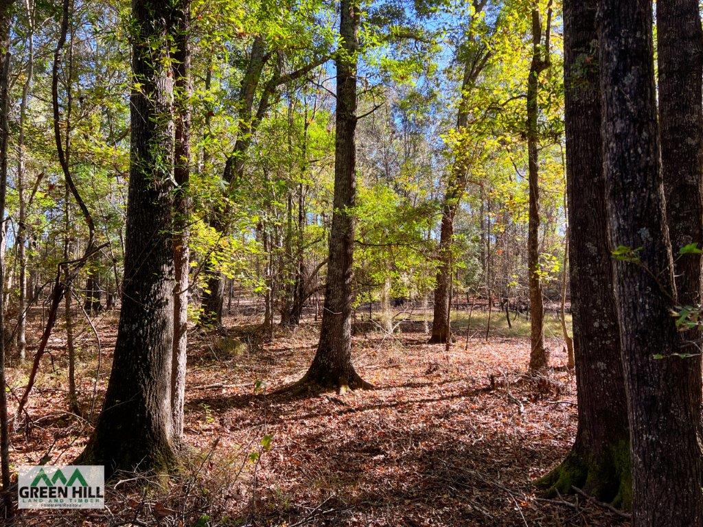 Jenkins County GA 88.5 Acres +/ Green Hill Land & Forestry