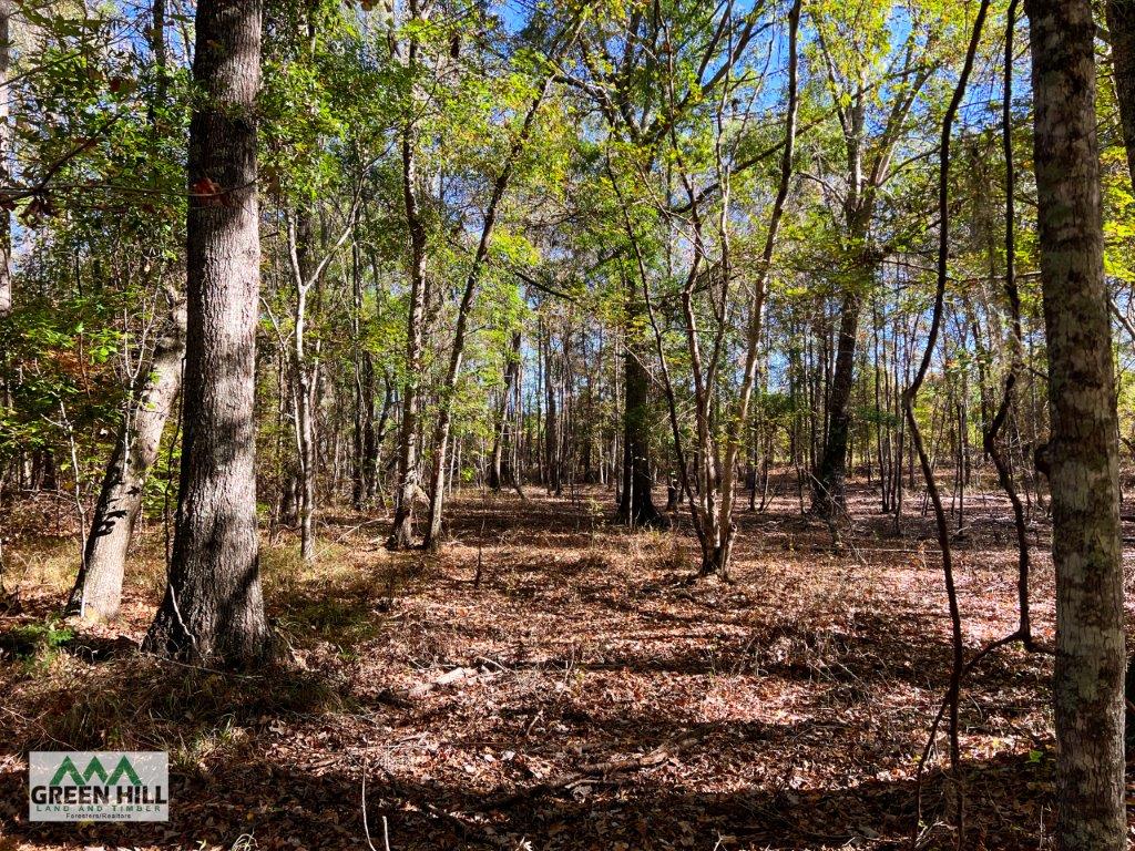 Jenkins County GA 88.5 Acres +/ Green Hill Land & Forestry