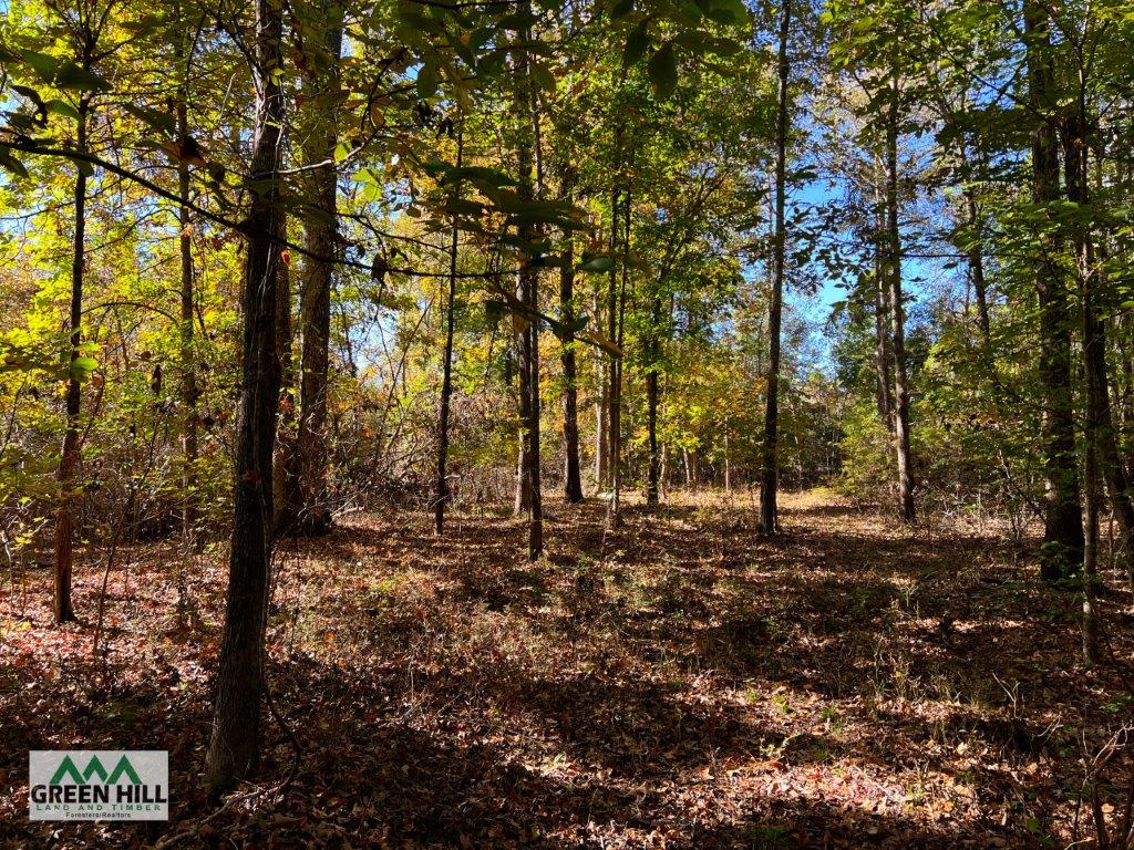 Jenkins County GA 88.5 Acres +/ Green Hill Land & Forestry