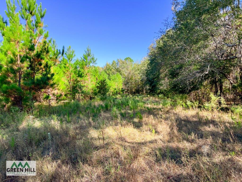 Jenkins County GA 88.5 Acres +/ Green Hill Land & Forestry