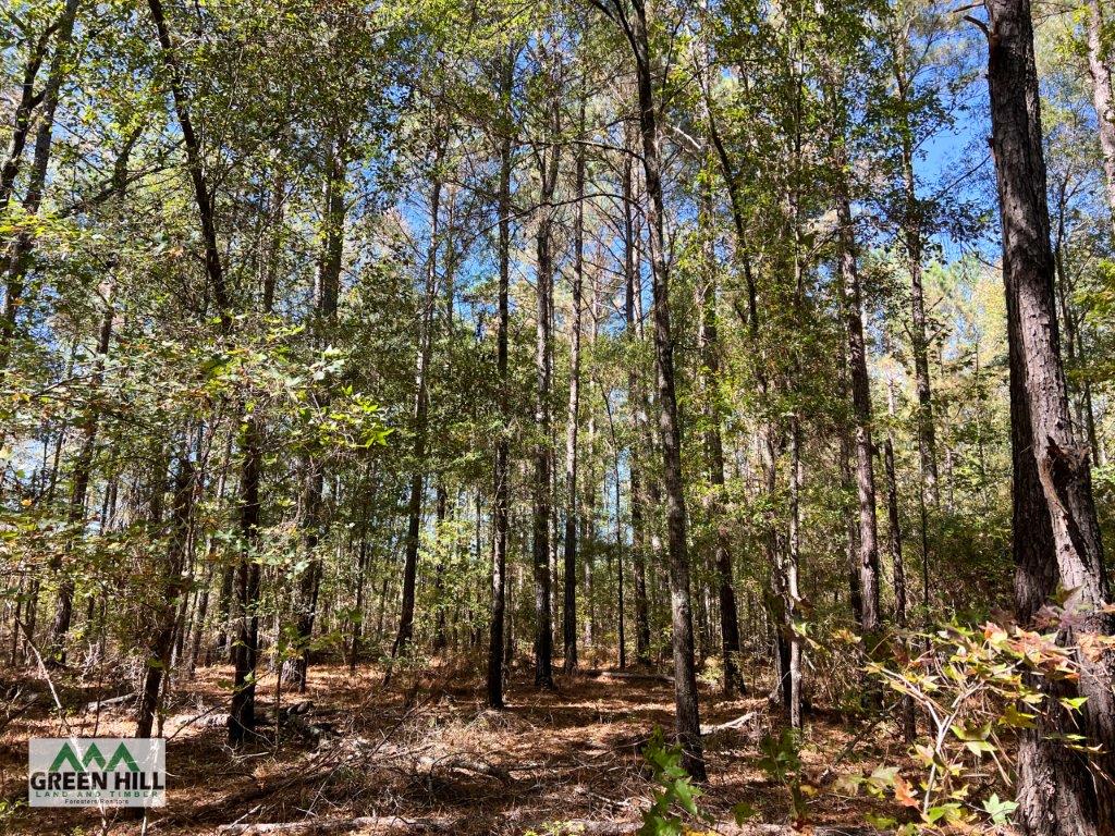 Jenkins County GA 88.5 Acres +/ Green Hill Land & Forestry