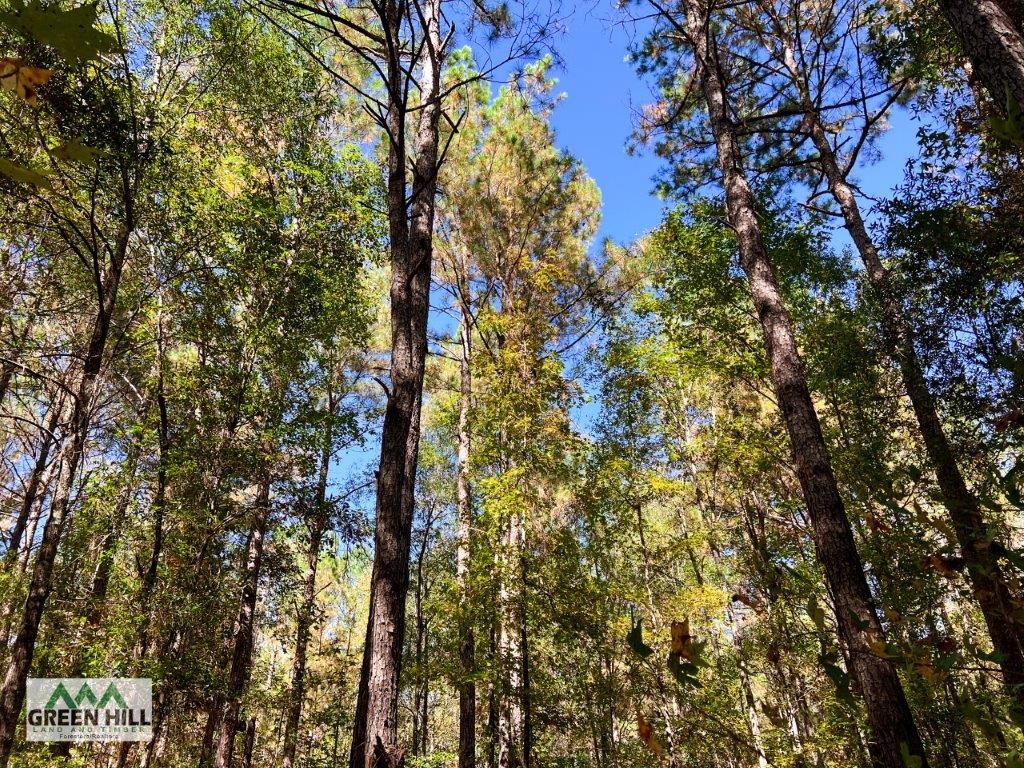 Jenkins County GA 88.5 Acres +/ Green Hill Land & Forestry