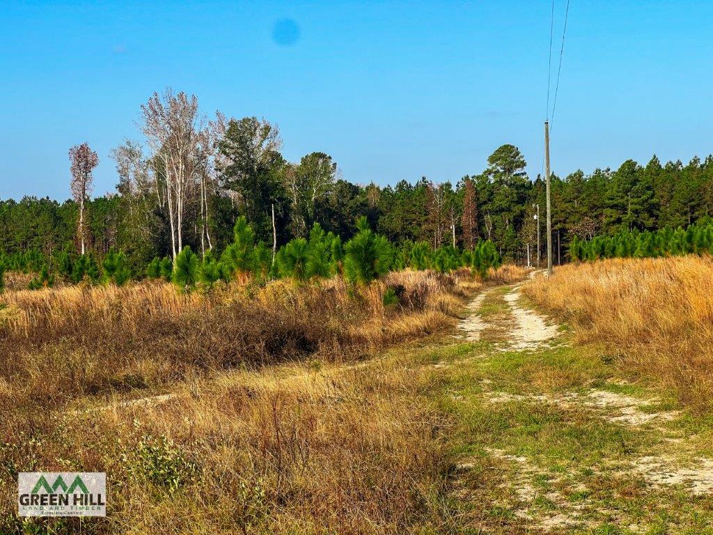 Dodge County GA 101 Acres +/ Green Hill Land & Timber