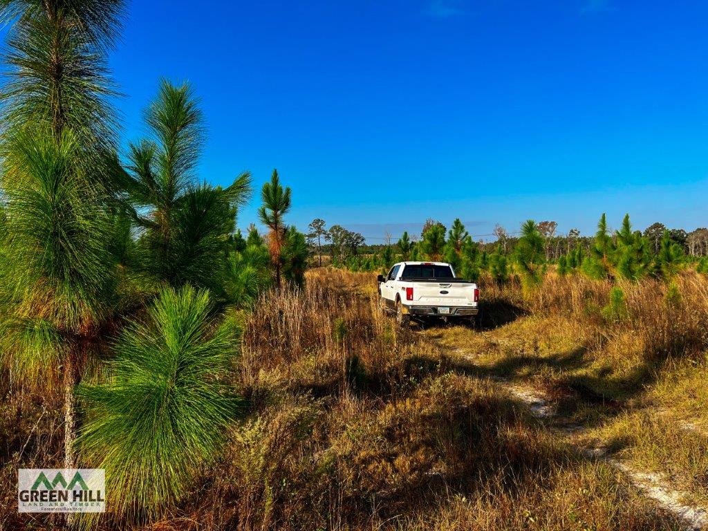 Dodge County GA 101 Acres +/ Green Hill Land & Timber