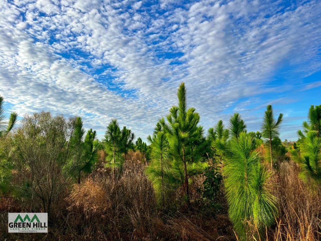 Bleckley County GA 25 Acres +/ Land for Sale Green Hill Land & Forestry
