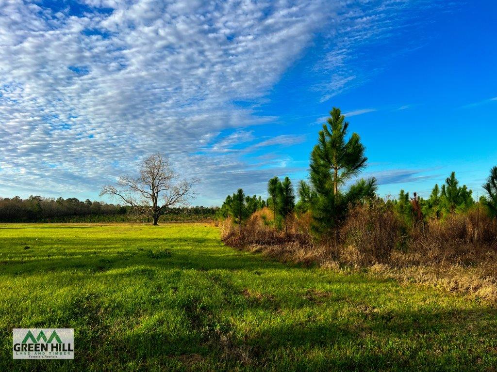 Bleckley County GA 25 Acres +/ Land for Sale Green Hill Land & Forestry