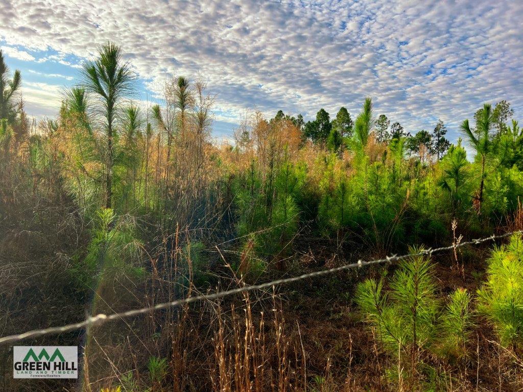 Bleckley County GA 25 Acres +/ Land for Sale Green Hill Land & Forestry