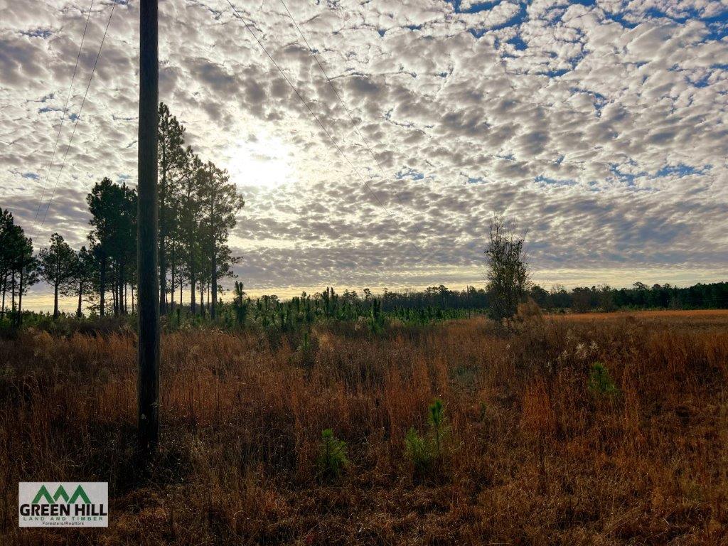 Bleckley County GA 25 Acres +/ Land for Sale Green Hill Land & Forestry