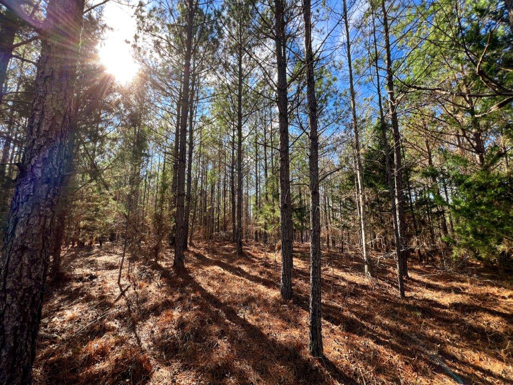 Baldwin County GA 154 Acres +/ Green Hill Land & Timber