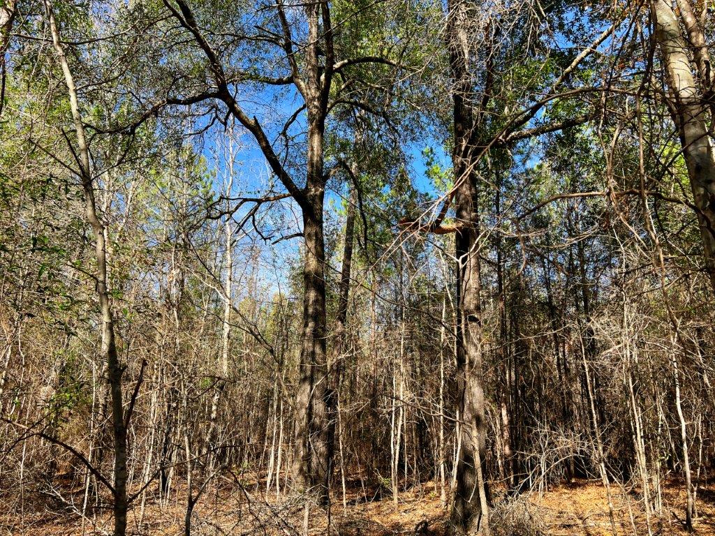 Baldwin County GA 154 Acres +/ Green Hill Land & Timber