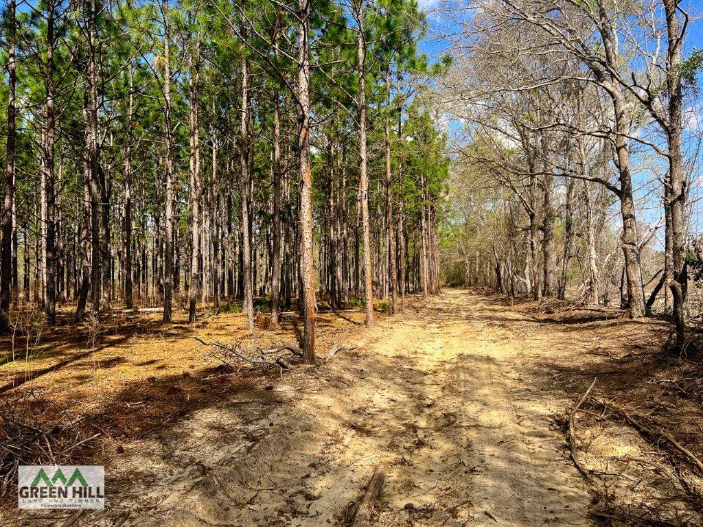 Dodge County GA 36 Acres +/ Green Hill Land & Forestry