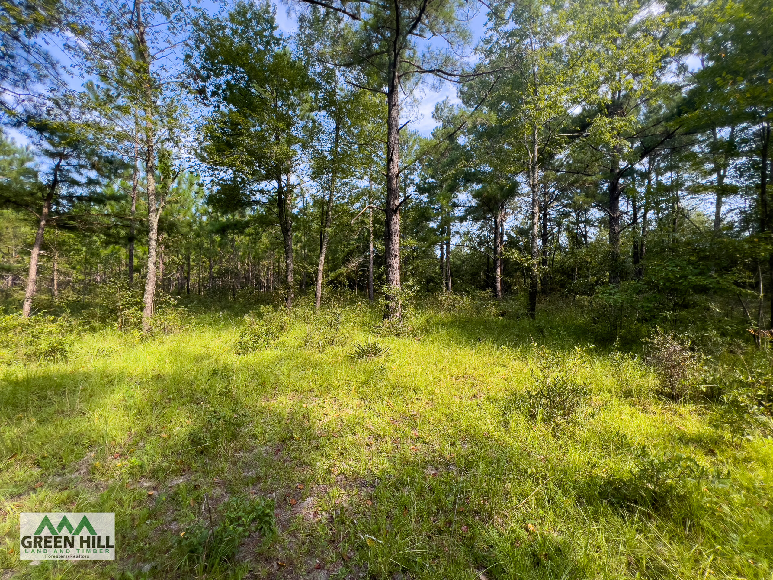 Ben Hill County GA 39 Acres +/ Green Hill Land & Forestry