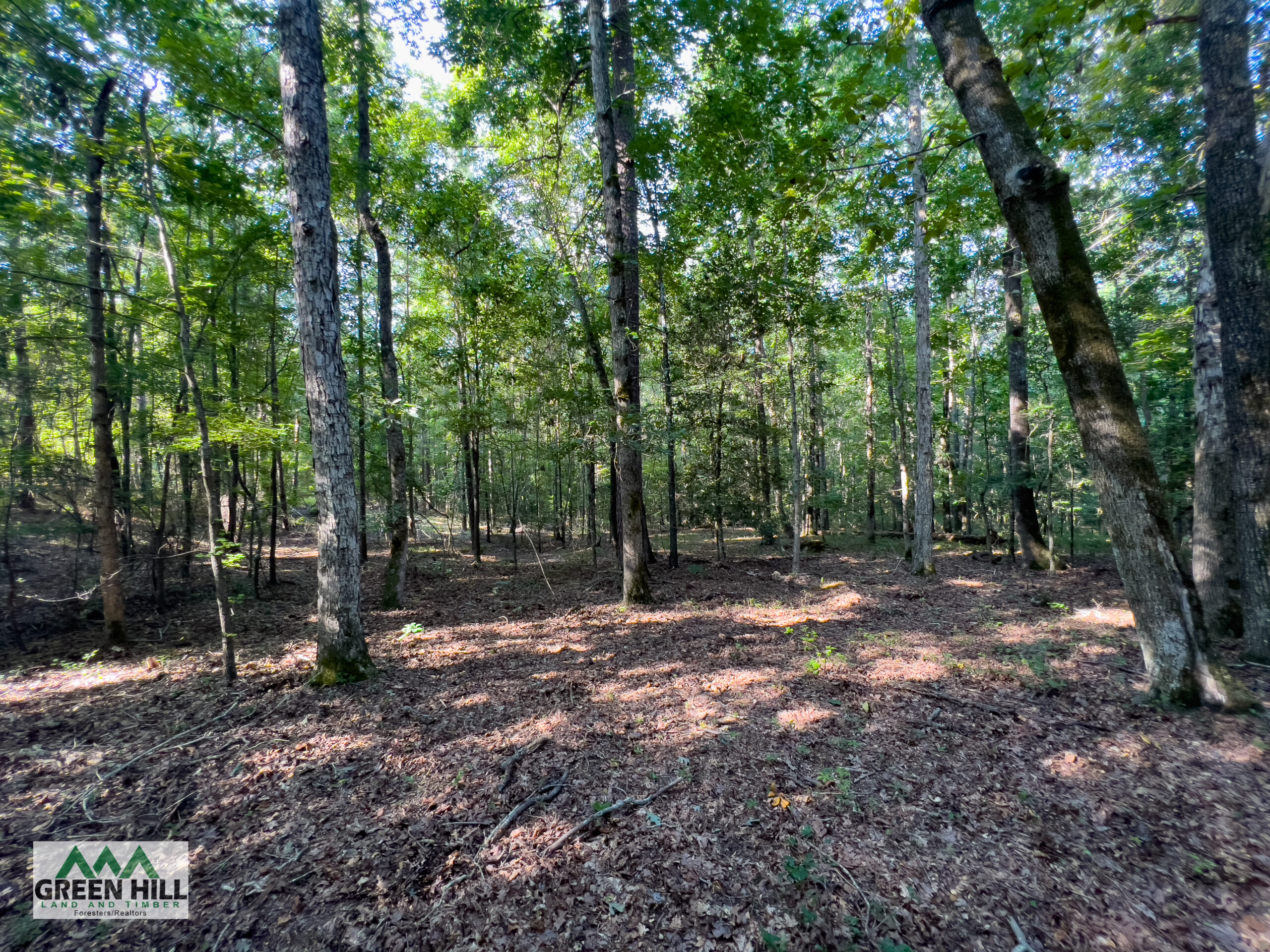 Washington County GA 407 Acres +/ Green Hill Land & Timber