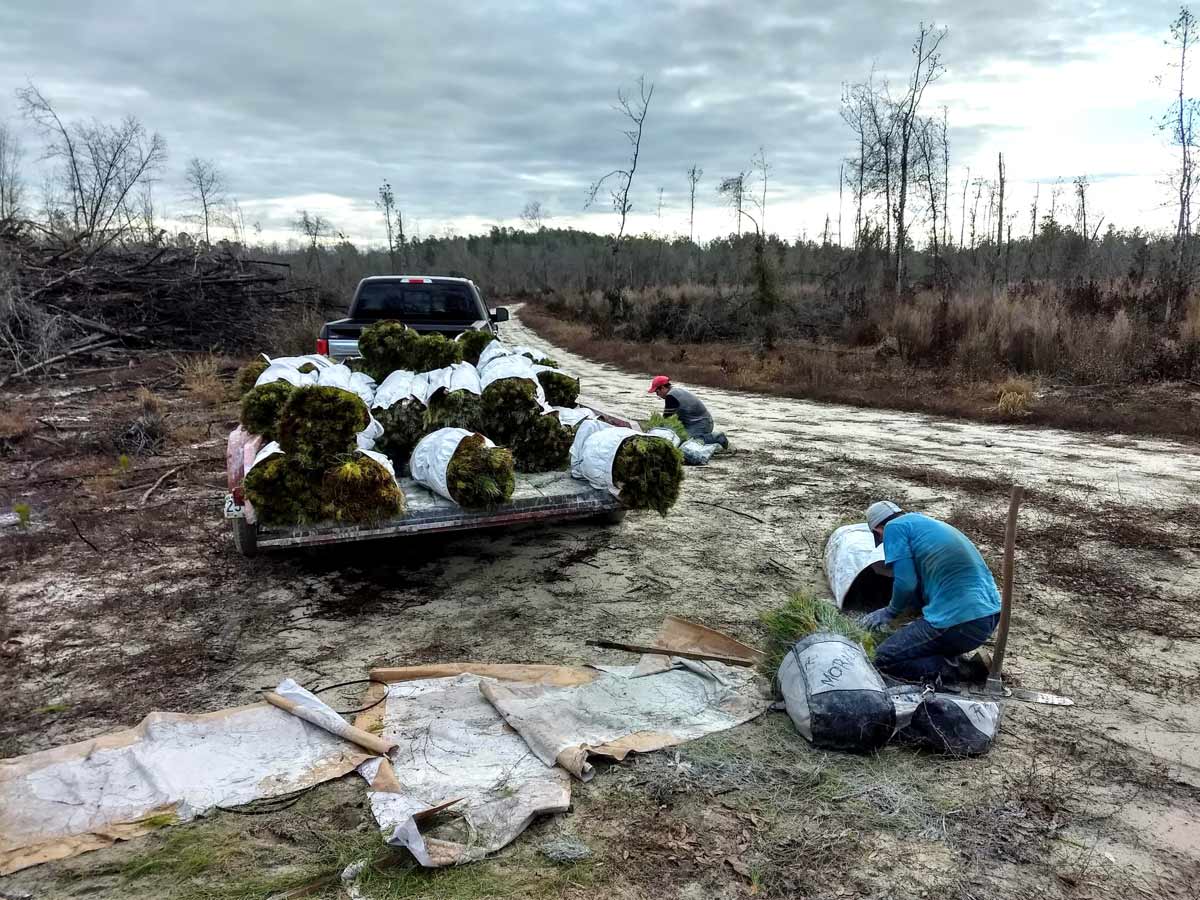 A Guide to Pine Trees in Green Hill Land & Forestry
