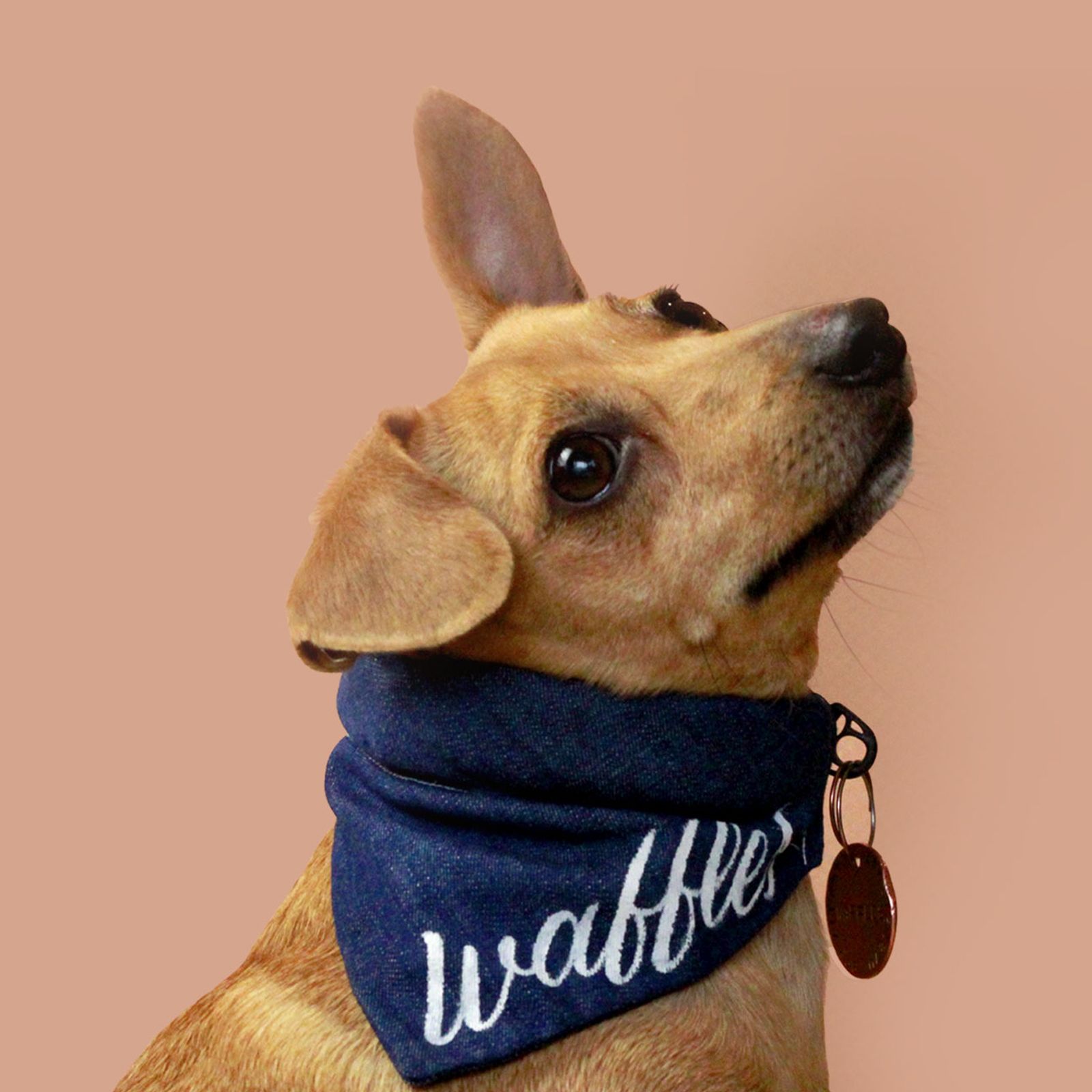 Flaunting Deep Love for Dogs and Design with Dapper Pupper