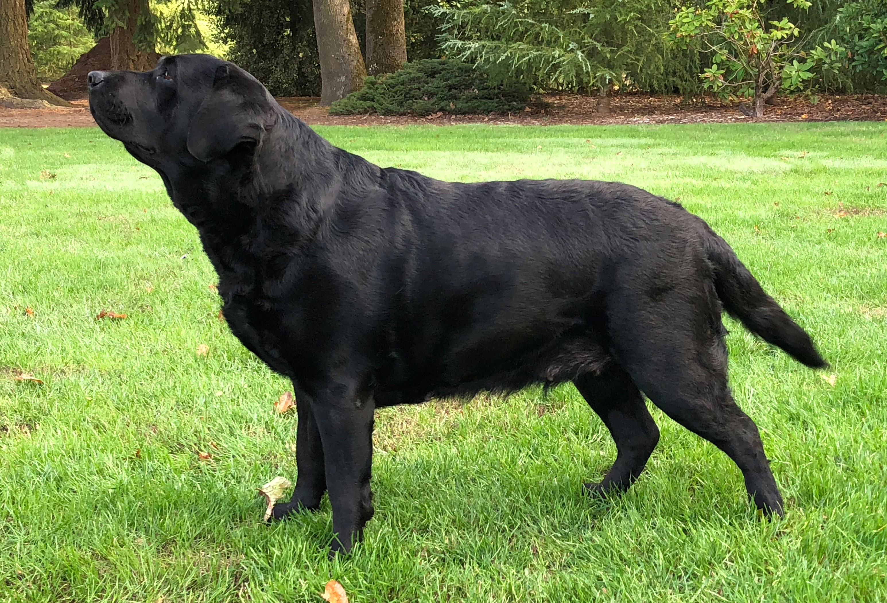 Ghoststone Labradors We produce Labrador Retrievers that contribute