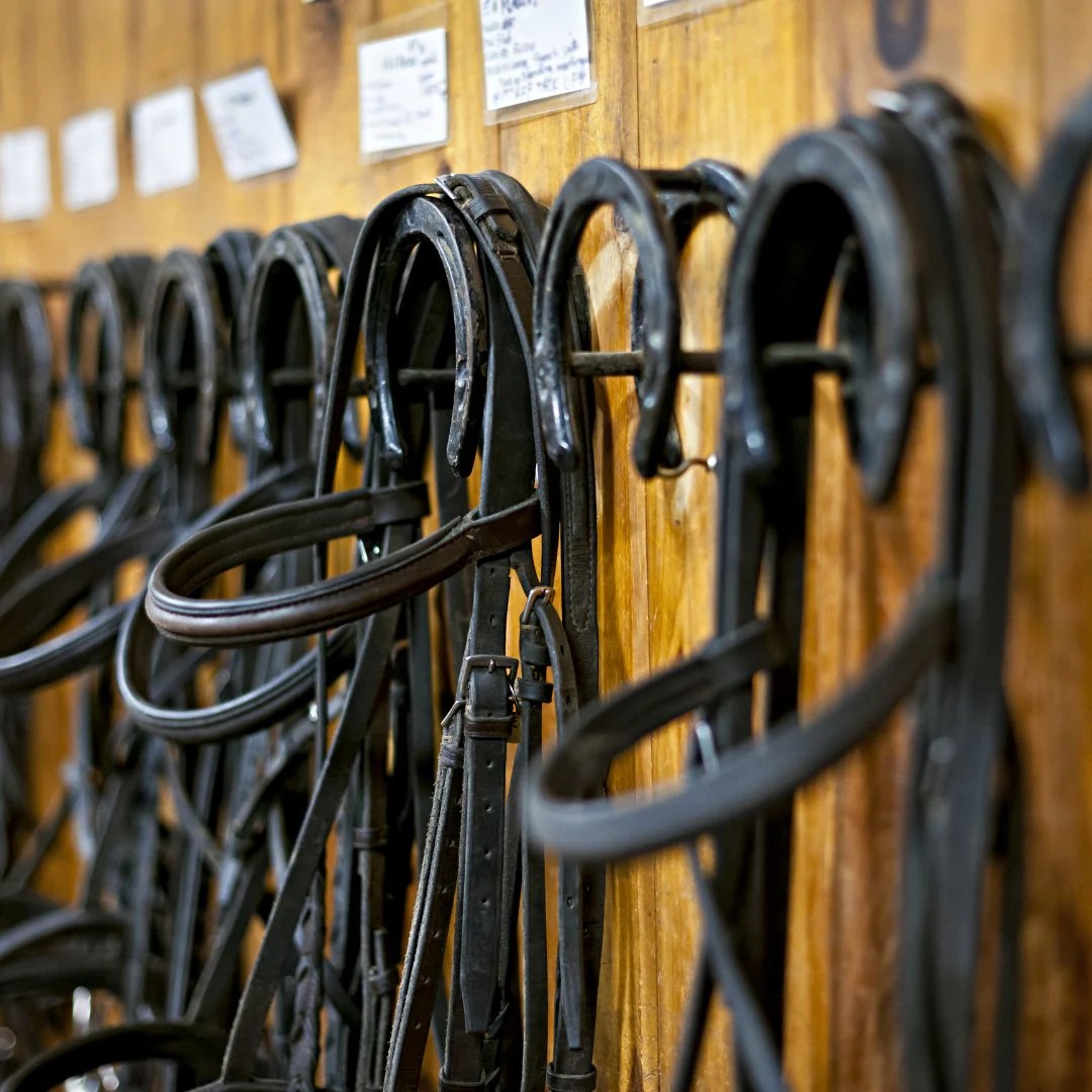 Not My First Rodeo Consignment Golden Horseshoe Tack