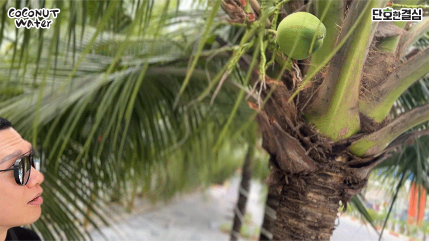 coconut1_12.gif