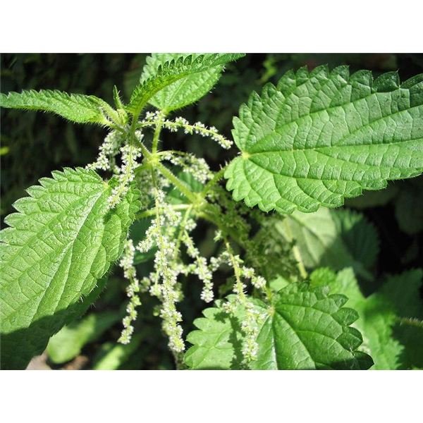Therapeutic properties of nettle