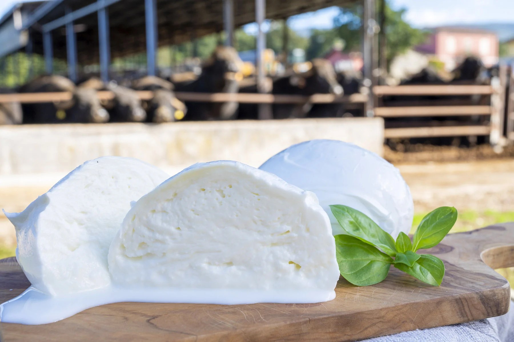 Everything You Ever Wanted to Know About Buffalo Mozzarella Giadzy