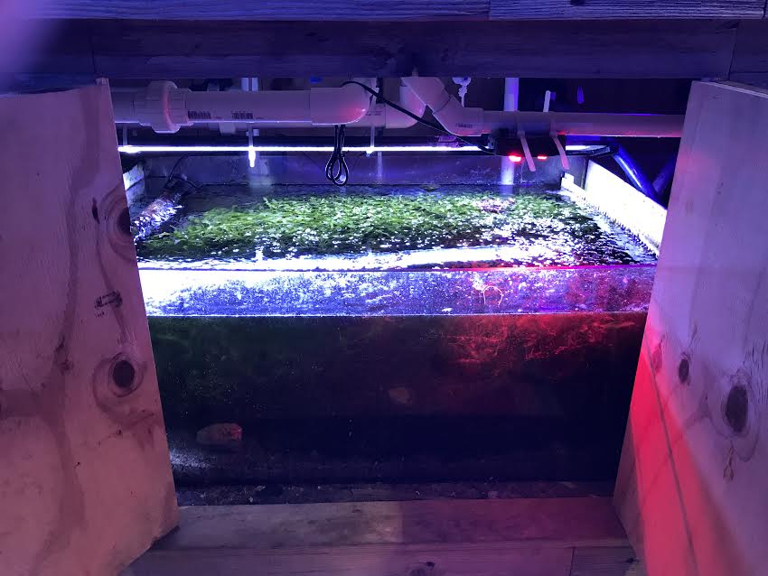 Jumbo Frag Tank, Woodlands Store, 500 Gallon! The Fish Gallery (Houston