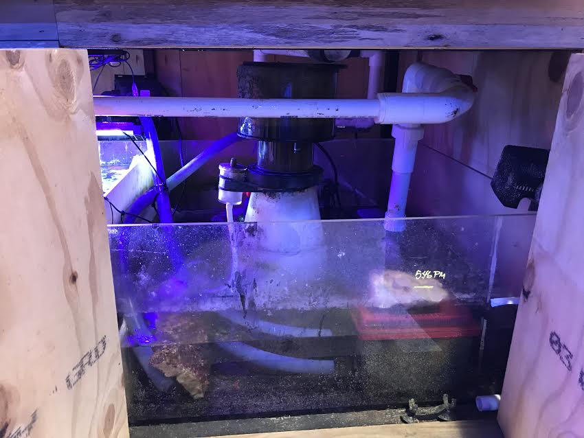 Jumbo Frag Tank, Woodlands Store, 500 Gallon! The Fish Gallery (Houston