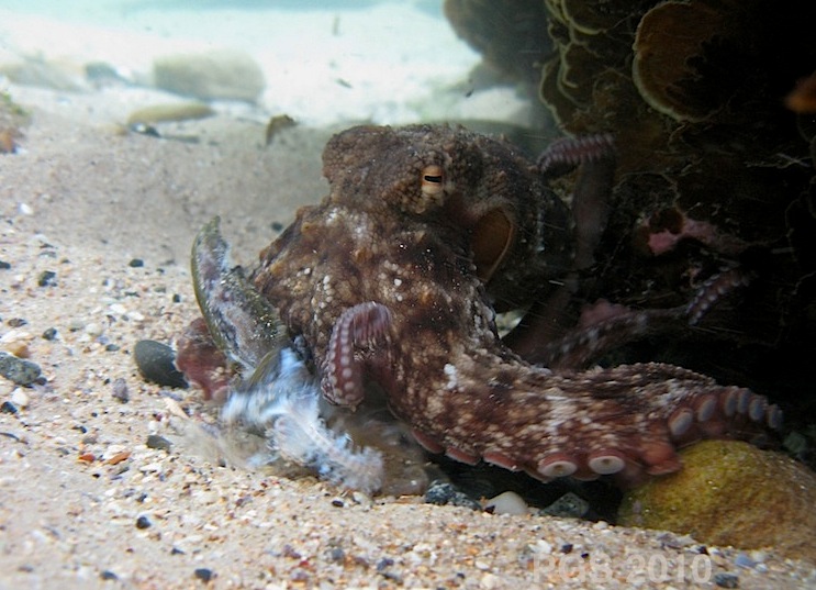 farming » The Giant Cuttlefish