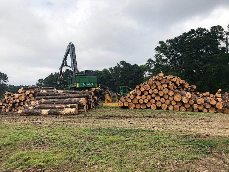 Forestry Services Raleigh, NC Giant Development