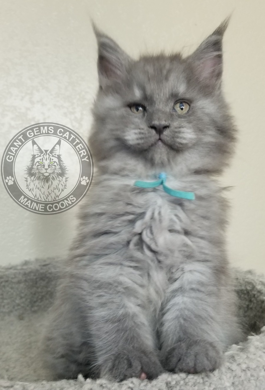 Maine Coon Kittens for Sale Giant Gems Cattery