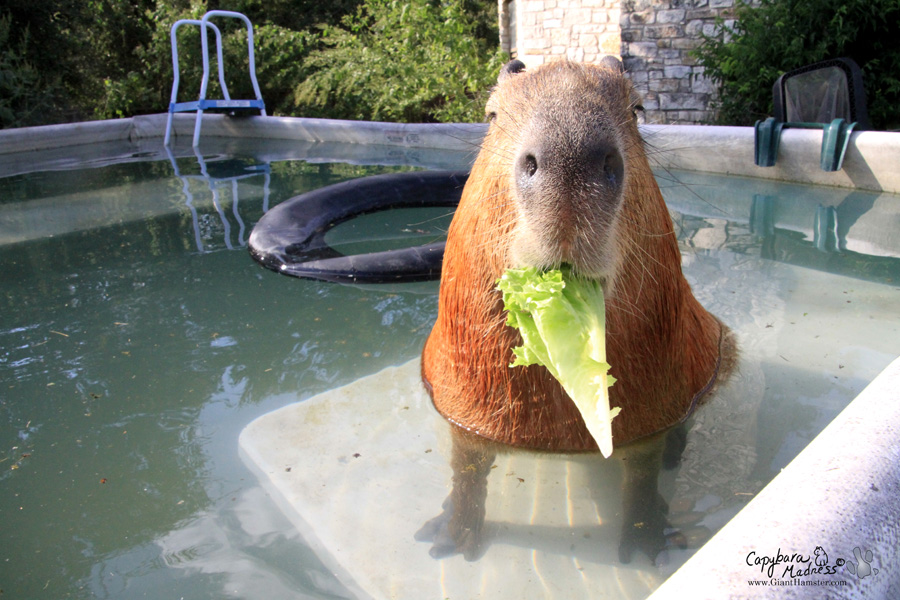 List Of Can Guinea Pigs Swim In A Chlorine Pool 2022