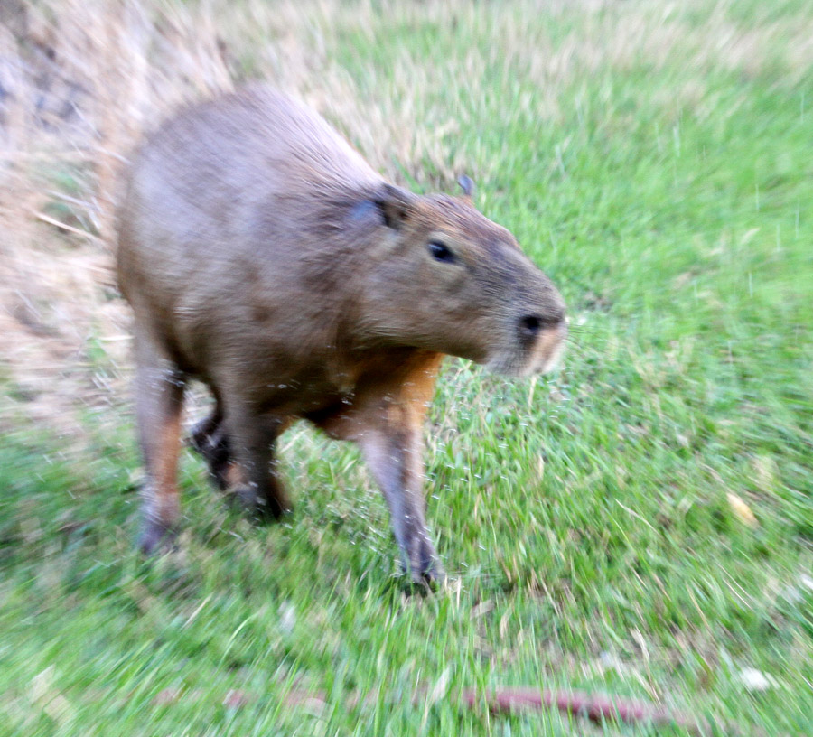 The run