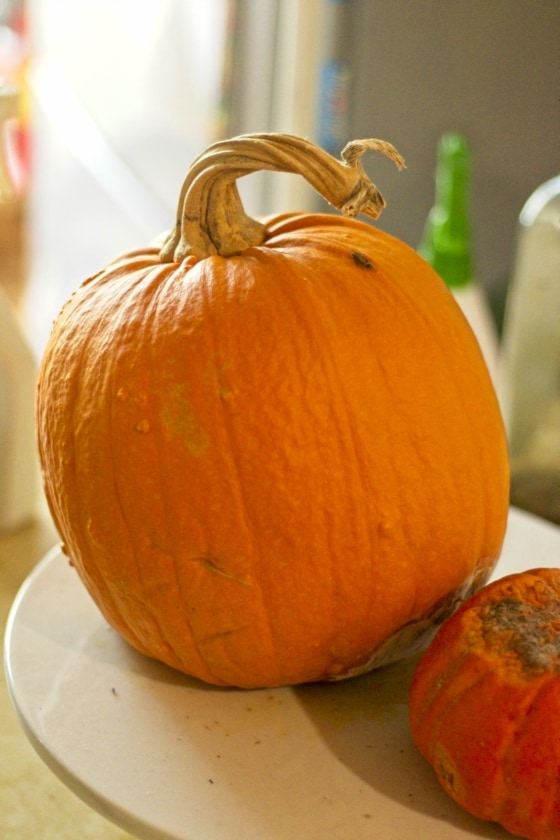 The Quick and Easy Way to Get Seeds Out of a Pumpkin