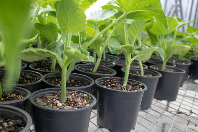 The Importance of Pumpkin Seedling Back Ups