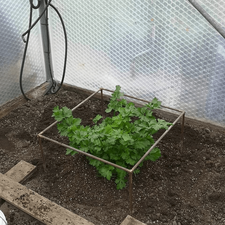 How To Grow A Giant Celery