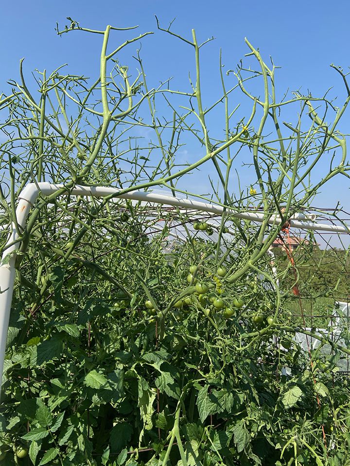 UV light for tomato hornworms « giantveggiegardener