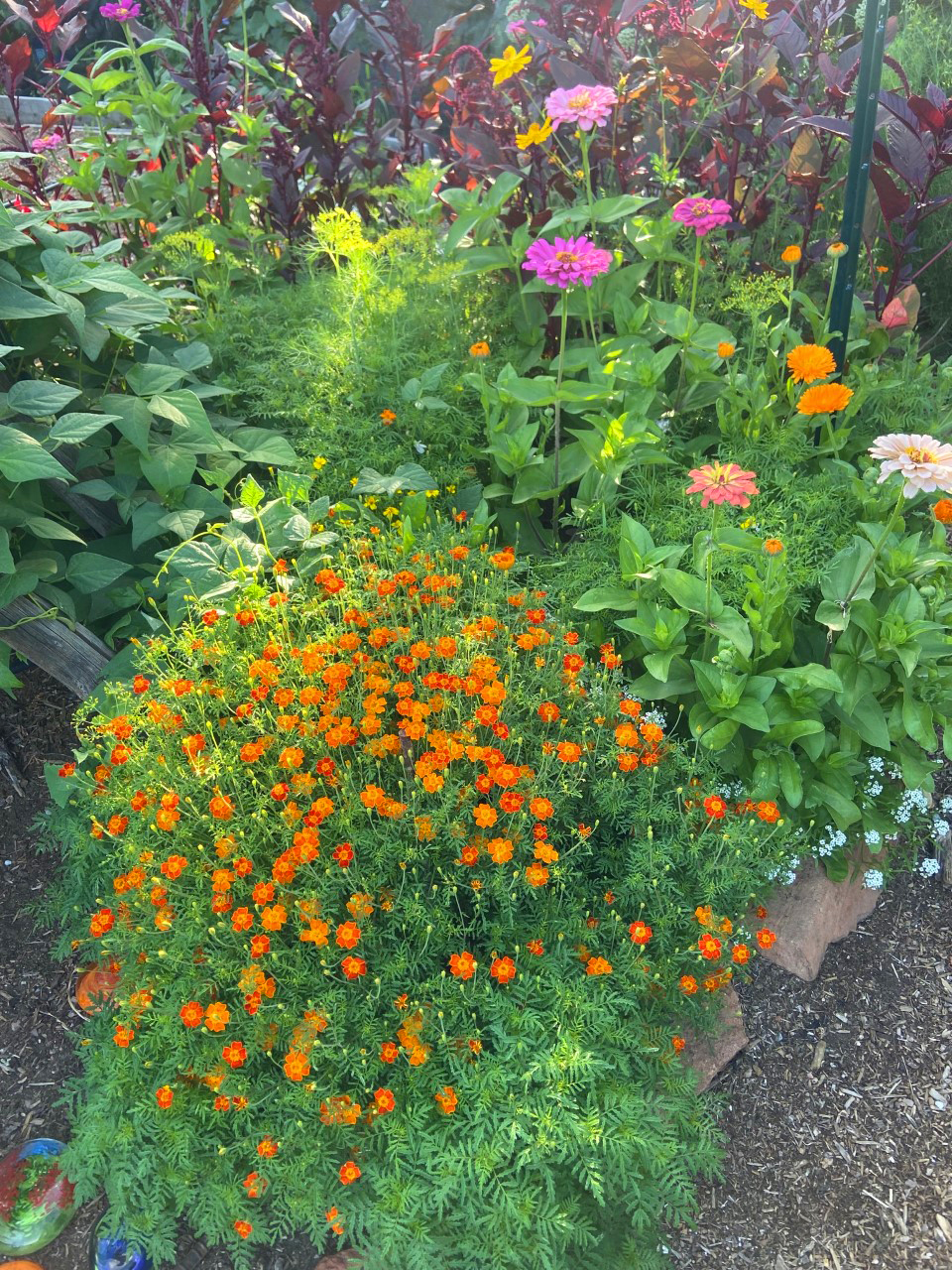 SEED LIFESPAN CHART and viability test « giantveggiegardener