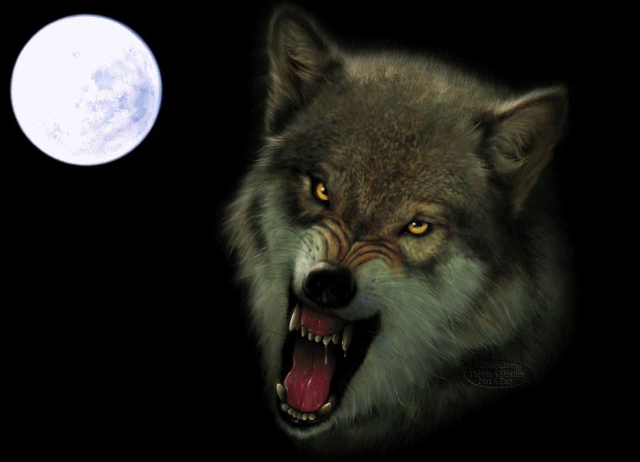 Wolf Gif ID 13522 Gif Abyss