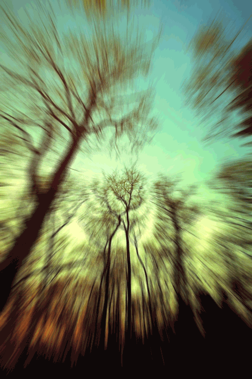 Download Nature Tree Gif Gif Abyss