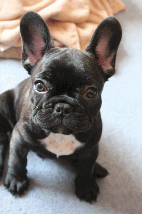 French Bulldog Gif ID 144200 Gif Abyss