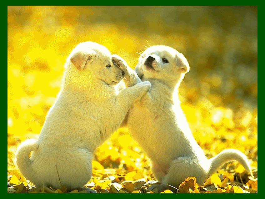 Download Animal Dog Gif Gif Abyss